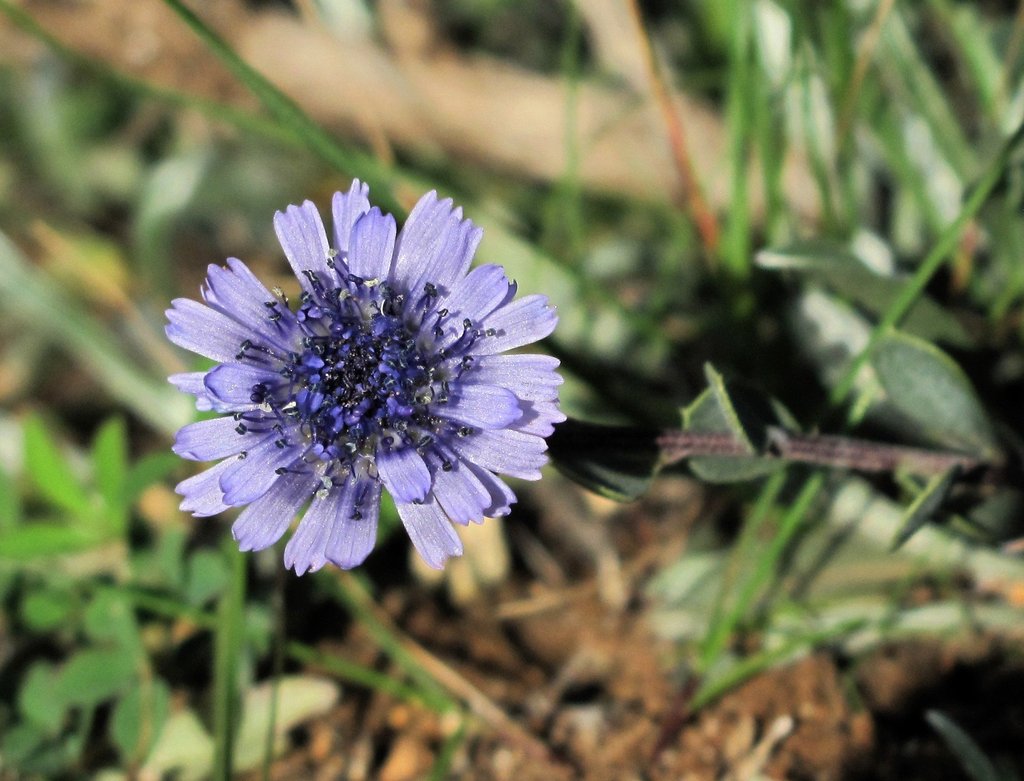 Globularia alypum
